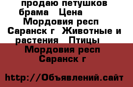 продаю петушков брама › Цена ­ 800 - Мордовия респ., Саранск г. Животные и растения » Птицы   . Мордовия респ.,Саранск г.